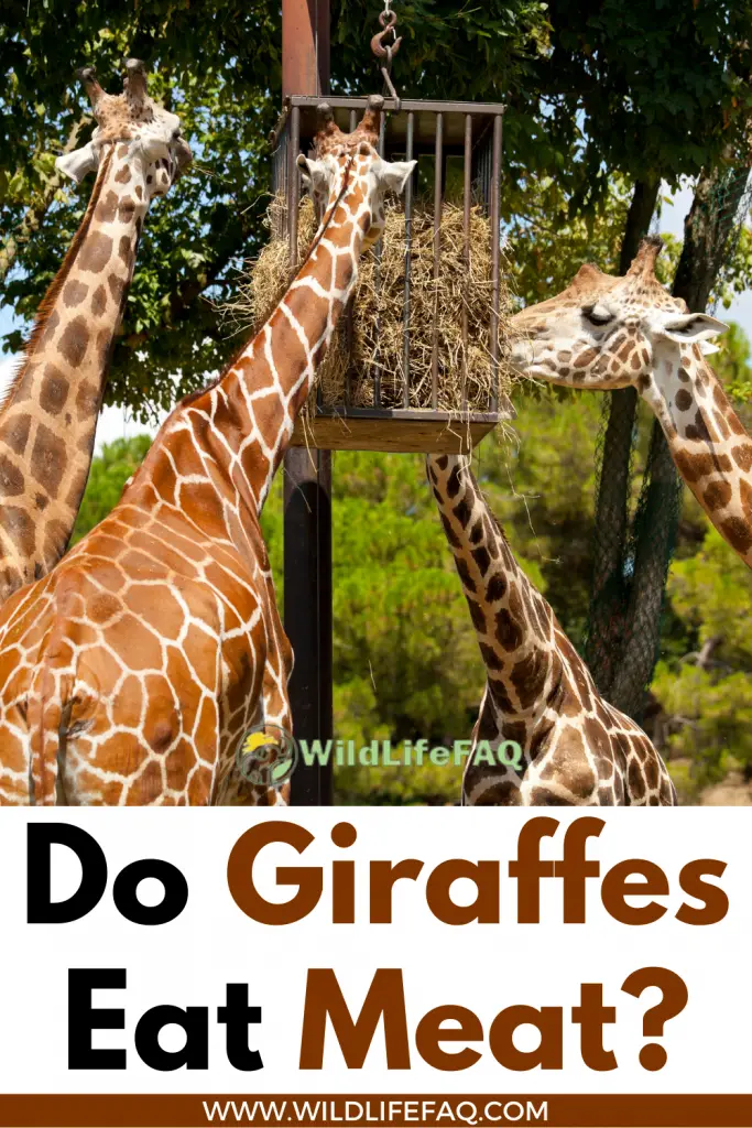 Do Giraffes Eat Meat? ????(Answered) 4 14