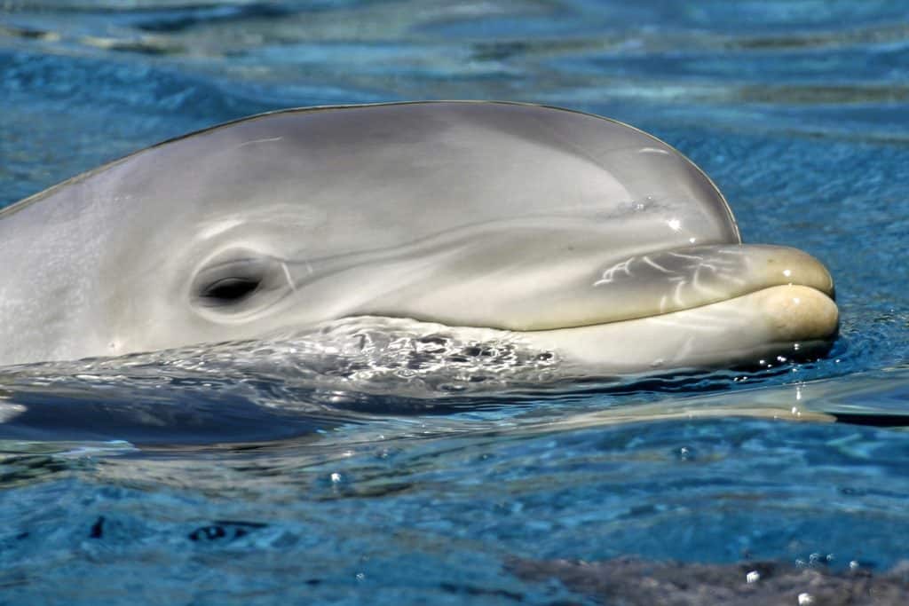 How Does A Whale Get Pregnant? (With Videos) 2 Bottlenose Dolphine