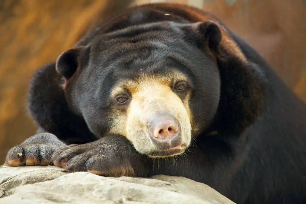 Can All Bears Climb Trees? 2 Sun bear portrait