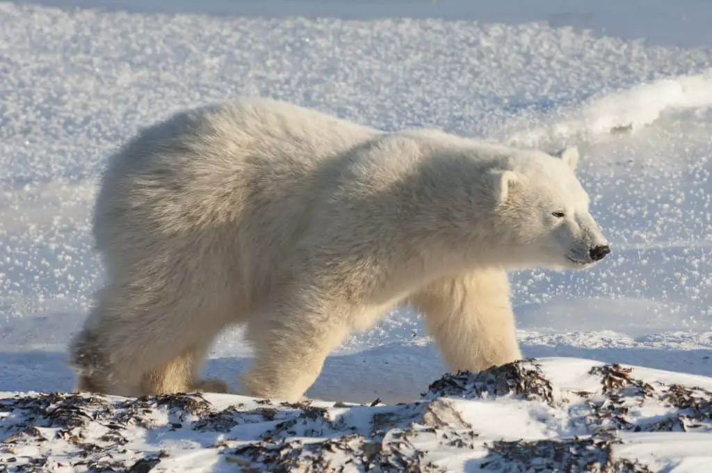 Can All Bears Climb Trees? 5 a polar bear on a snowfield in manitoba 1