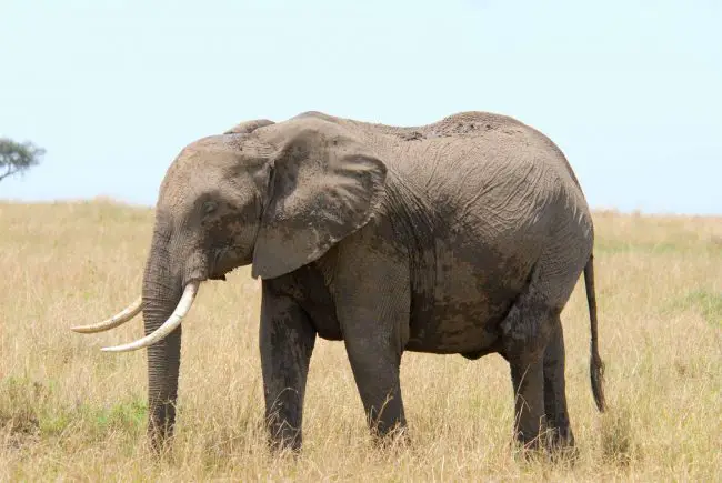 List of Animals That Live Longer Than Humans? (17+ Animals) 13 african elephant scaled e1663529237163
