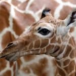 baby giraffe with mother
