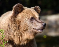 Can All Bears Climb Trees? 3 big brown bear in forest scaled e1614430129650