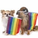 gays chihuahua