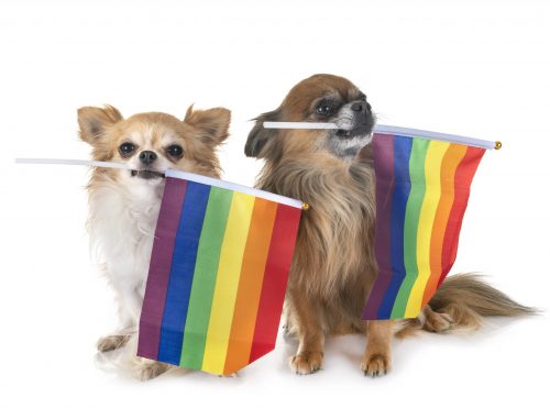 gays chihuahua scaled e1613483249493