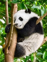 Can All Bears Climb Trees? 4 giant panda bear in china ADGZWQX scaled e1614429885803