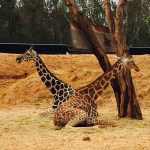 girafes sitting down