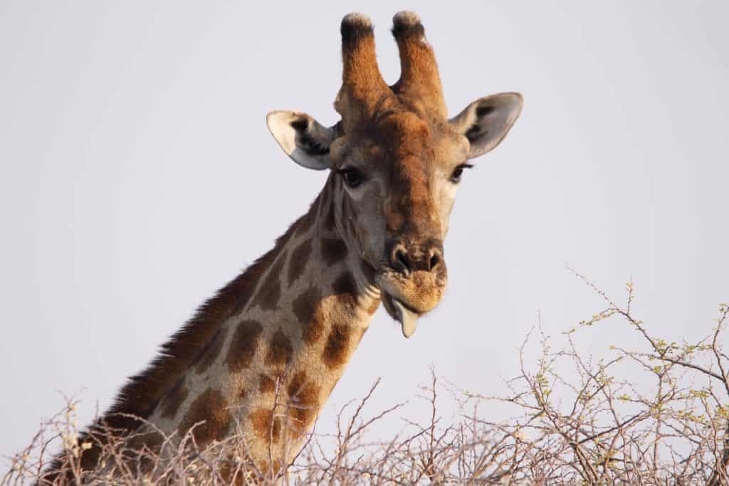 Why Do Giraffes Have Horns On Their Heads? 2 giraffe Horns