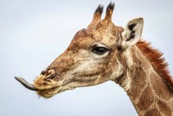 giraffe tong scaled e1614078667981