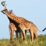 giraffes