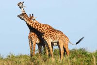 Why Do Giraffes Have Spots On Their Fur? ???? 2 giraffes scaled e1614428143588