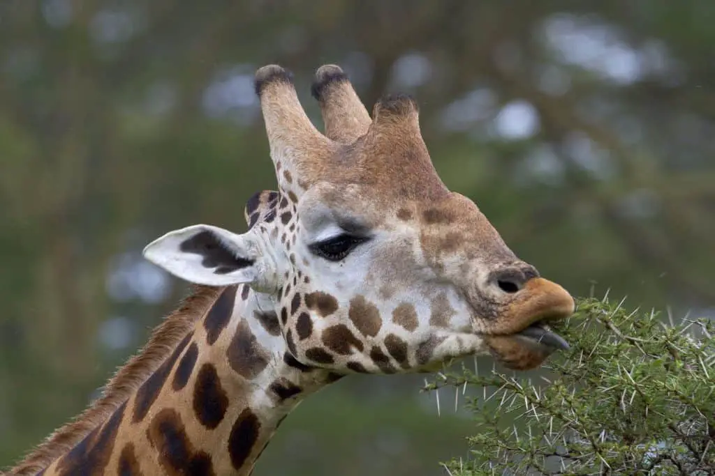 Why Do Giraffes Have Horns On Their Heads? 3 girrafe Eating