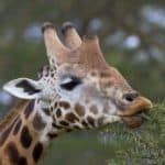 girrafe Eating scaled e1614427994772