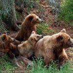 grizly bear at alaska scaled e1680376991742