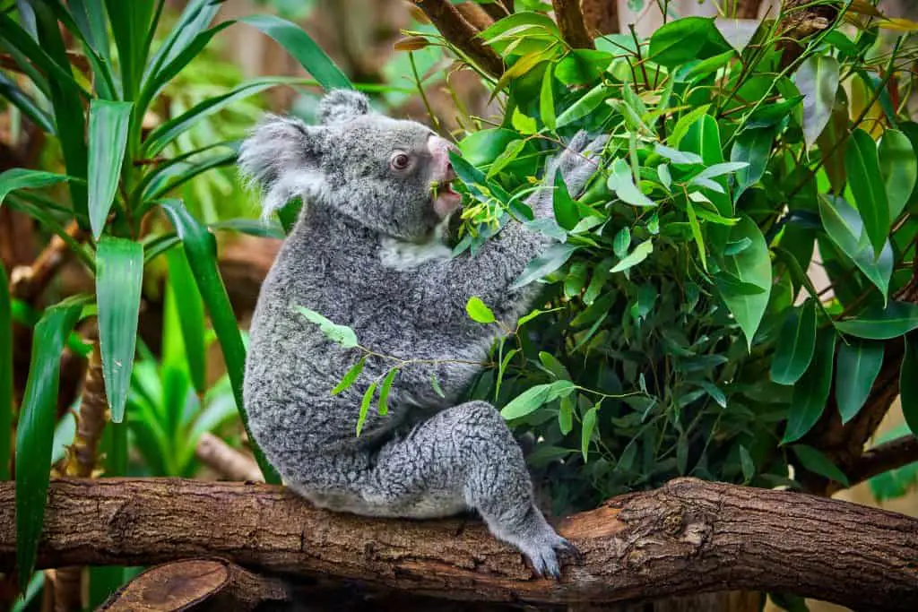 koala bear in the zoo