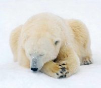polar bear on white snow scaled e1614429358660