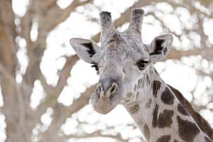 Why Do Giraffes Have Spots On Their Fur? ???? 3 wild giraffe