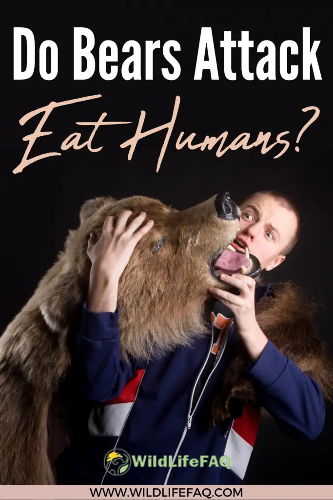 Do Bears Attack/Eat Humans? (Answered) 5 16