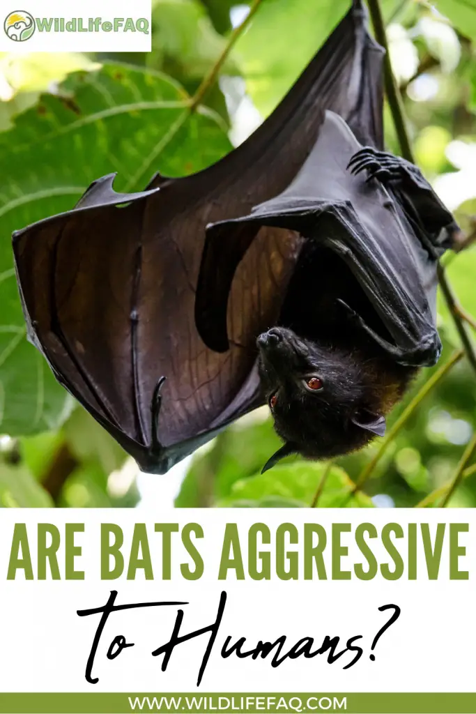 Are Bats Aggressive To Humans? 2 31