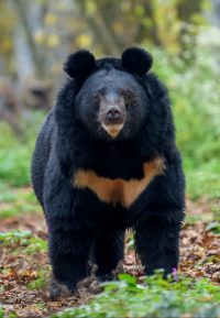 Do Bears Attack/Eat Humans? (Answered) 4 asiatic black bear ursus thibetanus scaled e1616316374192
