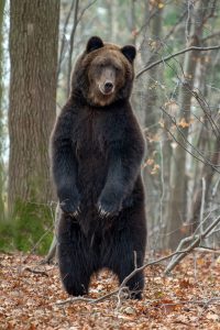 Can A Bear Jump A Fence? 3 bear standing on his hind legs in the autumn fores scaled e1616316510863
