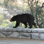 beware of bears 3889ZN4