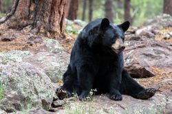 Do All Bears Hibernate? 2 black bear relaxing in the woods XN5TDXR scaled e1617825659738