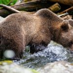 brown bear drinking from the river in summer DU6GXMZ