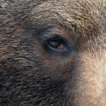 Can Bears See In The Dark, Like NightVision? 3 brown bear eye P7GELW6