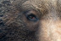 Can Bears See In Color? 2 brown bear eye P7GELW6 scaled e1616317160688