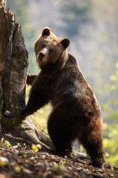 Do Bears Have Tails & How Long Are They? 3 cute female adult brown bear standing in upright p XJ4RB9P scaled e1617826755114