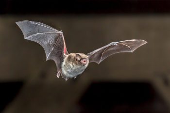 flying daubentons bat scaled e1615642094839