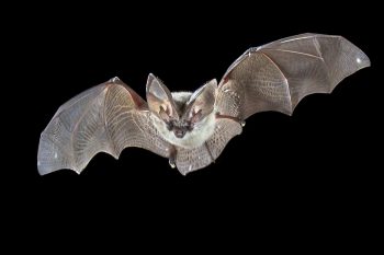 Do Bats Drink Blood: Human Blood? 2 flying grey long eared bat 7EQ8T2R scaled e1615717989332