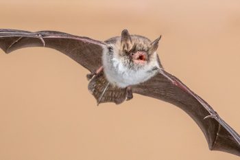 flying natterers bat isolated on bright brown back DBSRKUY scaled e1615643131484