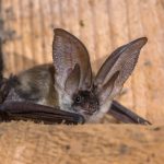 grey long eared bat RBLW64W