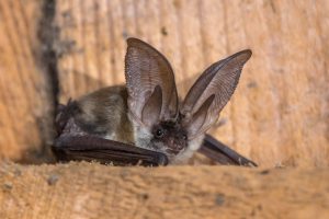 grey long eared bat RBLW64W scaled e1615719141132