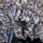 groups of sleeping bats in cave