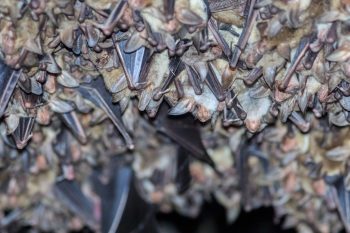 Do Bats Lay Eggs? 2 groups of sleeping bats in cave scaled e1615719457826