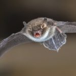 natterers bat in flight P6VPQP4