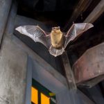 pipistrelle bat flying inside building M8V3QG3 scaled e1615718625657