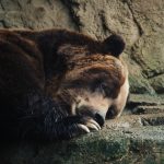 sleepy bear 7Q7XWKF
