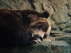 sleepy bear 7Q7XWKF scaled e1617825949896