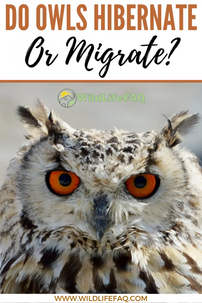 Do Owls Hibernate or Migrate? ???? (Answered) 4 1