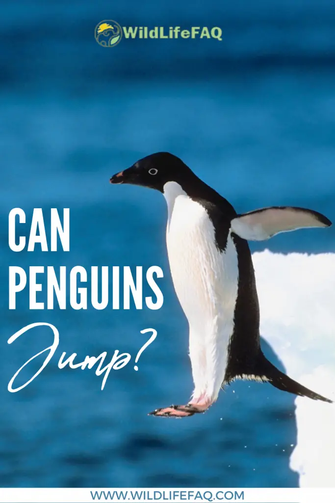 Can Penguins Jump? ???? (Explained) 4 17
