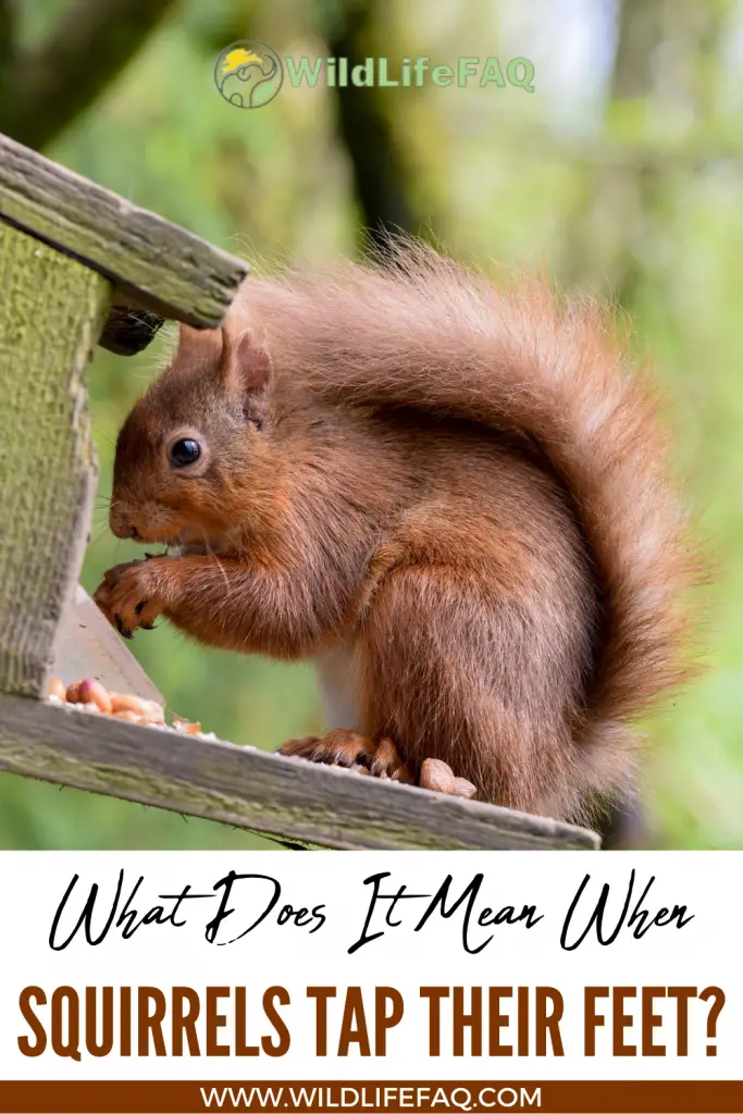What Does It Mean When Squirrels Tap Their Feet? ????️ (Answered) 4 2