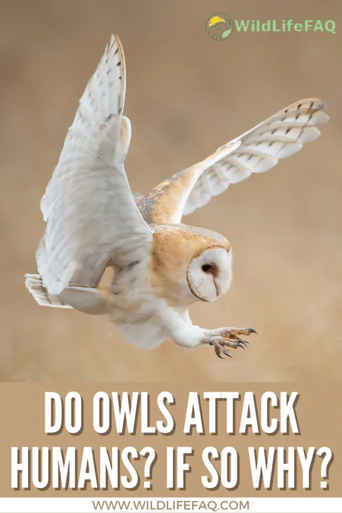 Do Owls Attack Humans? If So Why? (Are Owls Dangerous) 4 3