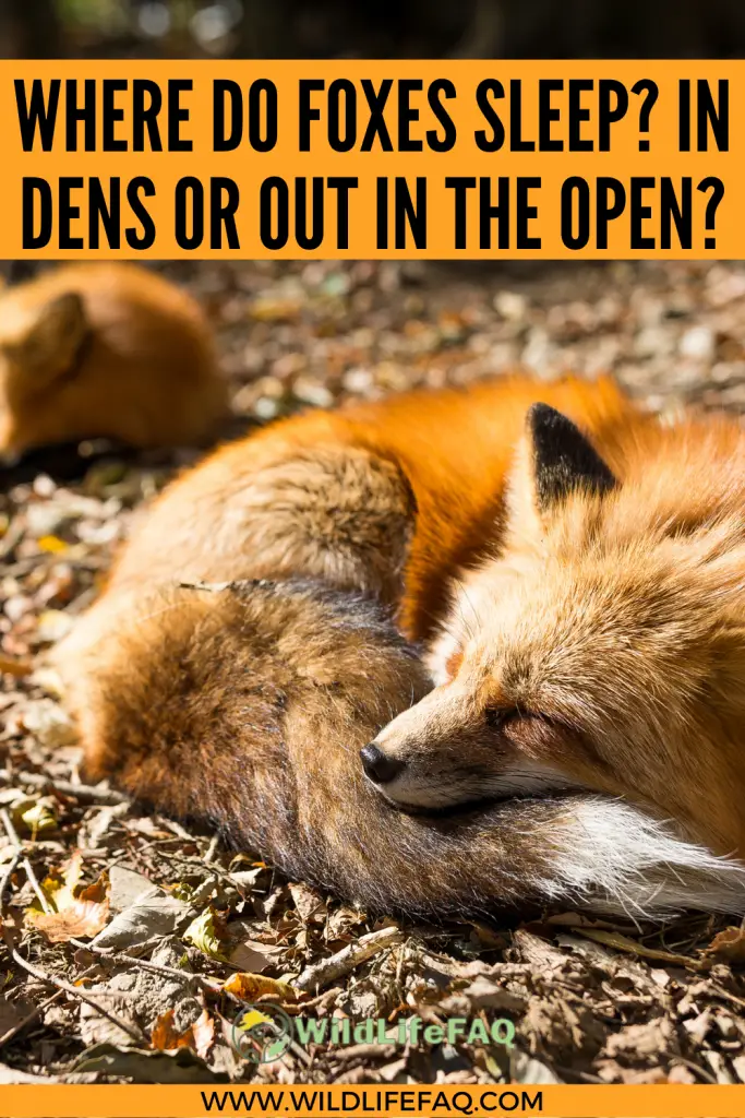 Where Do Foxes Sleep? In Dens or Out In The Open? ???? 5 6