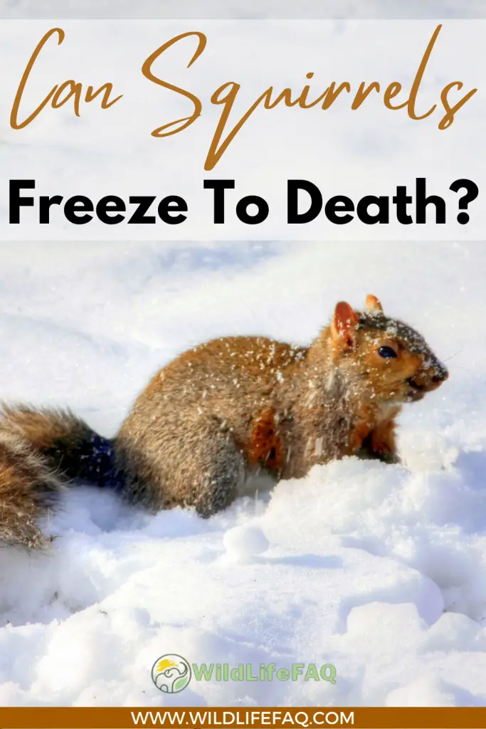 Can Squirrels Freeze To Death? ????️ (Explained) 5 7