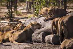 Can A Lion Kill An Elephant? ???? vs ???? 3 a group of female lions feeding on a dead elephant GBN8C2H scaled e1619468966365