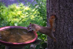 Can Squirrels Swim? And Why Would They? ????️ 3 a tiny baby red squirrel attached to a tree trunk CAUEEXM scaled e1619725821366